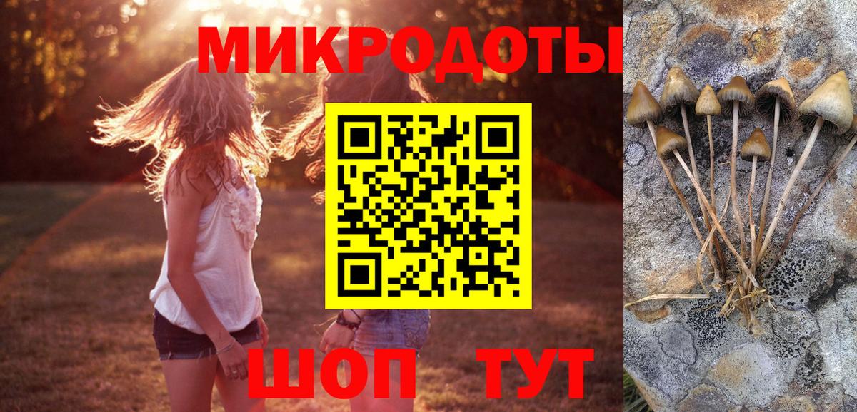 Псилоцибиновые грибы Psilocybe Орехово-Зуево